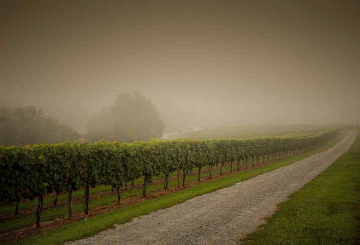 inline of green grape trees beside the road