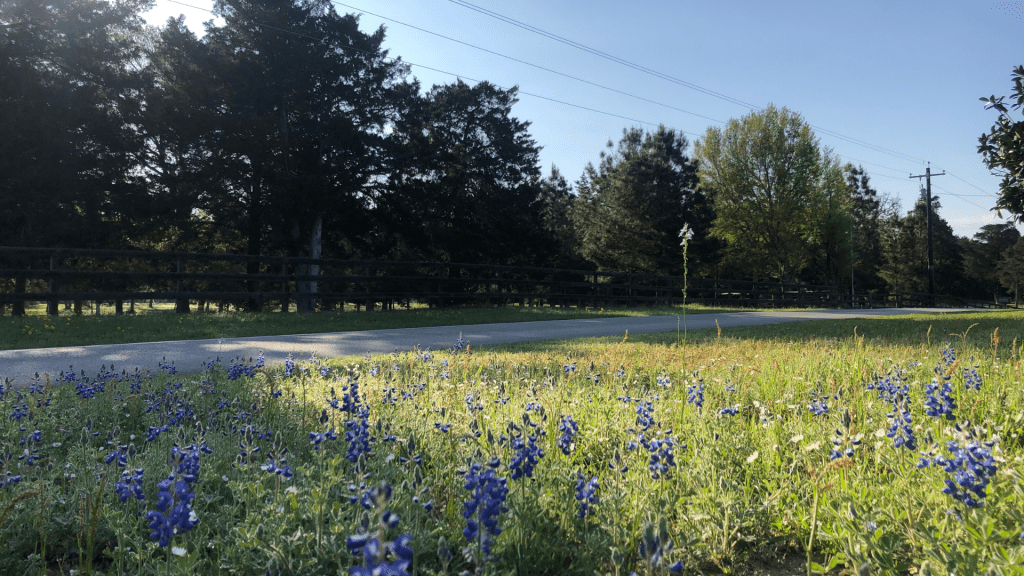 bluebonnets