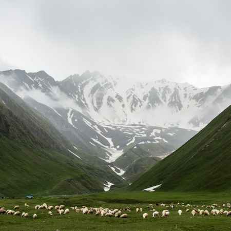 herd of animals on grass field near mountains