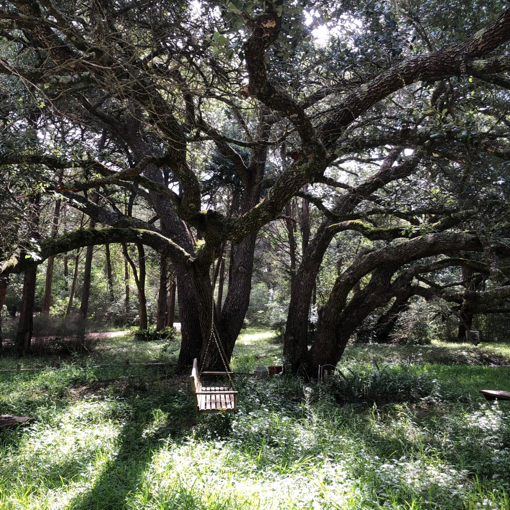 large shade tree with swing